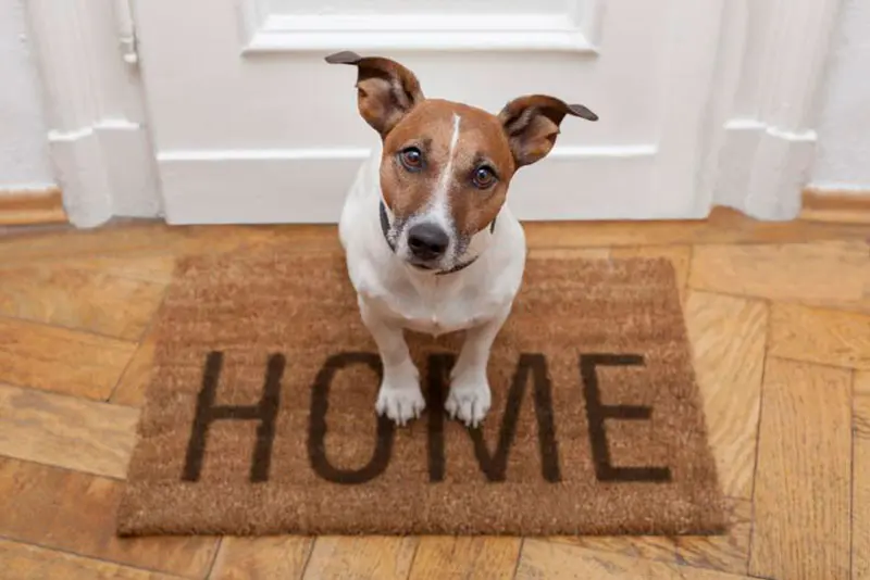 mudanza de mascotas - Cómo acostumbrar a un perro a un cambio de casa