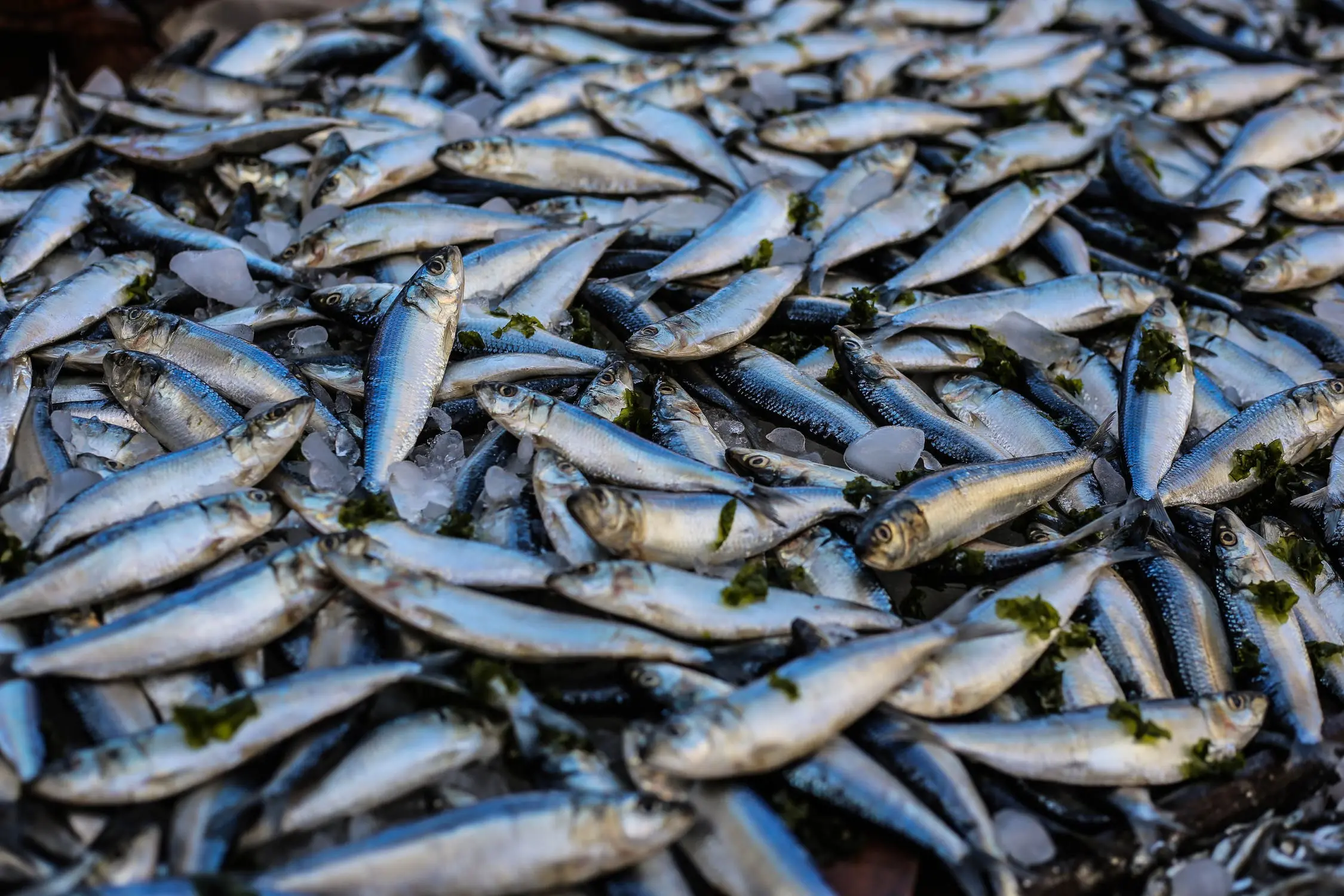 fletes para el envío de peces en bogota - Cómo envío peces vivos a nivel internacional