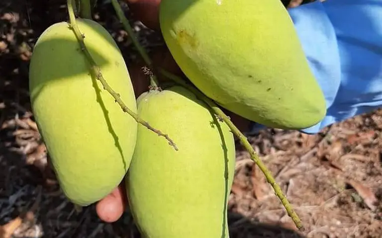 flete de mango a estados unidos - Cómo exporto mangos a EE. UU.