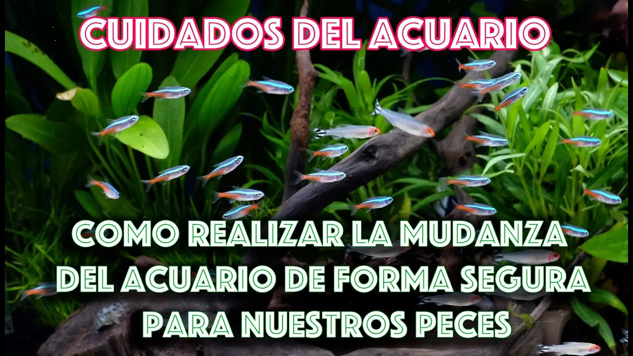 mudanza de acuarios - Cómo se cambian los peces de un acuario a otro