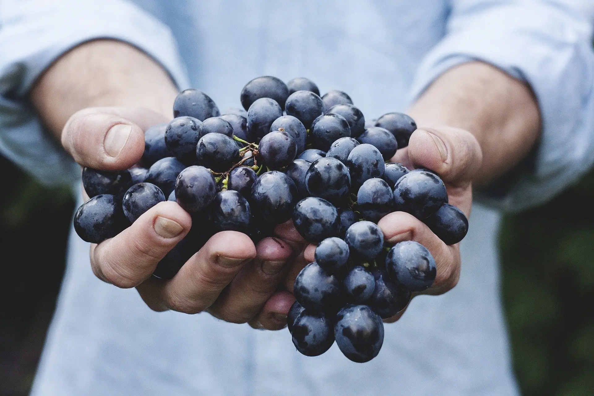 valor del flete de uvas en chile - Cómo se envían las uvas desde Chile