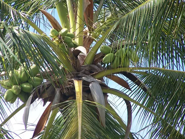 cuantos cocos caben en un flete - Cómo se transporta el coco