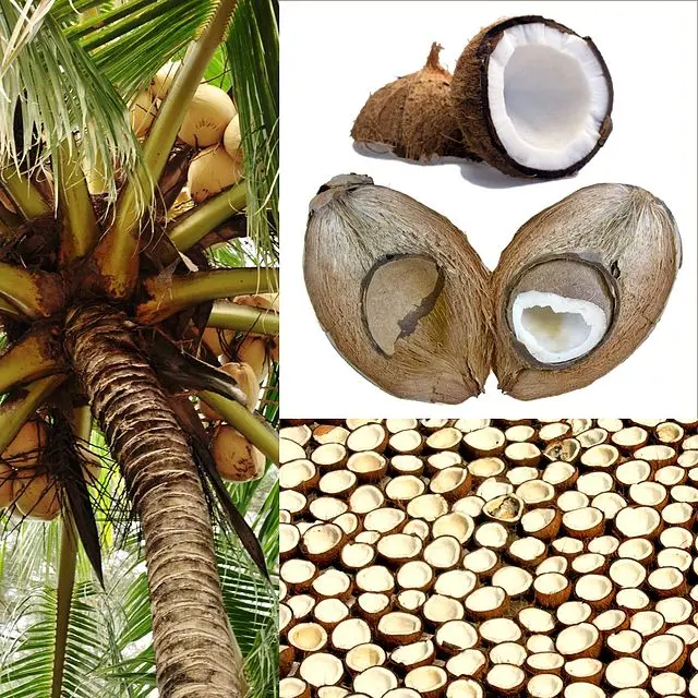 cuantos cocos caben en un flete - Cómo se transporta un coco