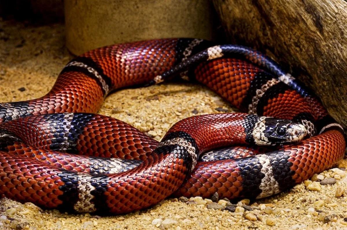 Fletes de serpientes: La forma segura de transportar reptiles - Cuál es la serpiente más grande del mundo fletes de serpientes - Cuál es la serpiente más grande del mundo
