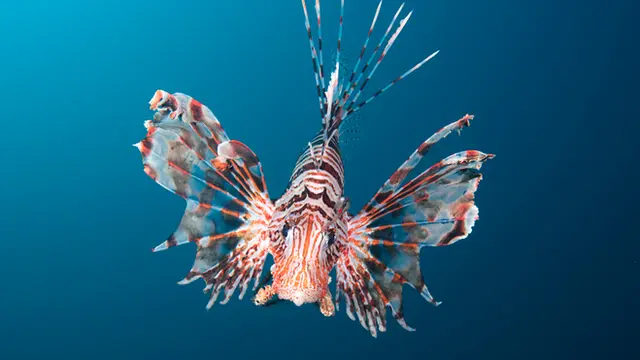 Especies exóticas en mudanzas: Cómo realizar una mudanza segura para estas especies - Cuáles son ejemplos de especies exóticas especies exoticas mudanza - Cuáles son ejemplos de especies exóticas