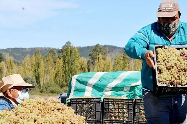 valor del flete de uvas en chile - Cuánto se gana en la cosecha de uva en Chile