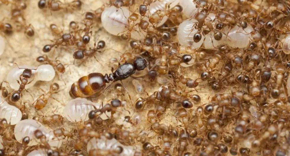mudanza de hormiga de campo reina - Cuánto tiempo puede vivir una hormiga reina
