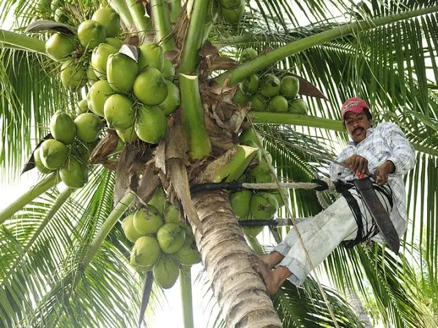 cuantos cocos caben en un flete - Cuántos cocos le caben a un torton