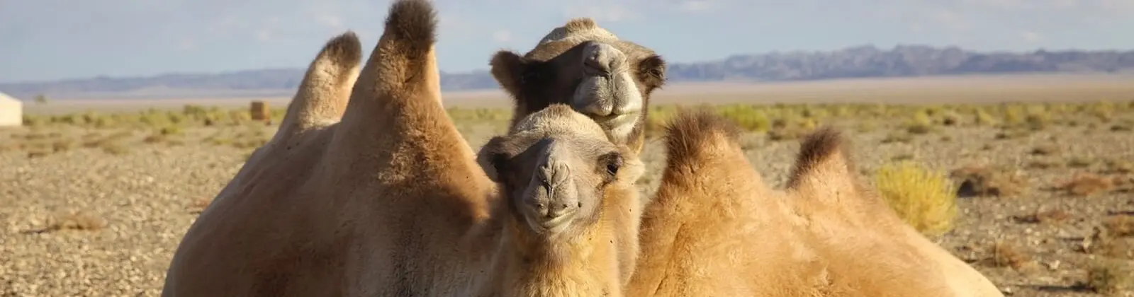mudanzas en lomo de camellos en camellos - Por qué migraron los camellos