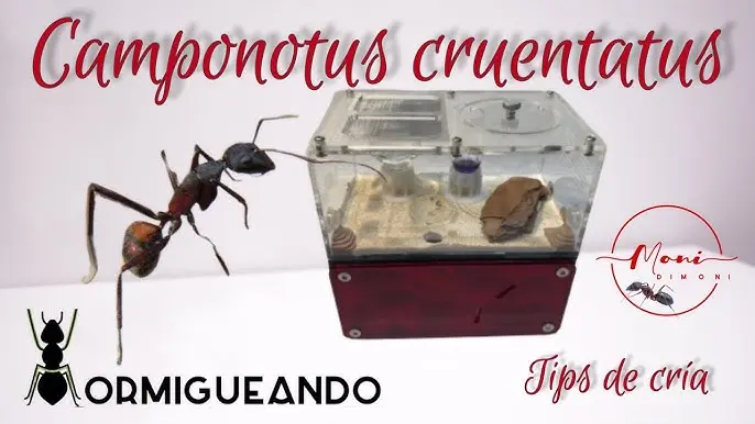 camponotus atriceps.mudanza - Qué comen las hormigas Camponotus Atriceps