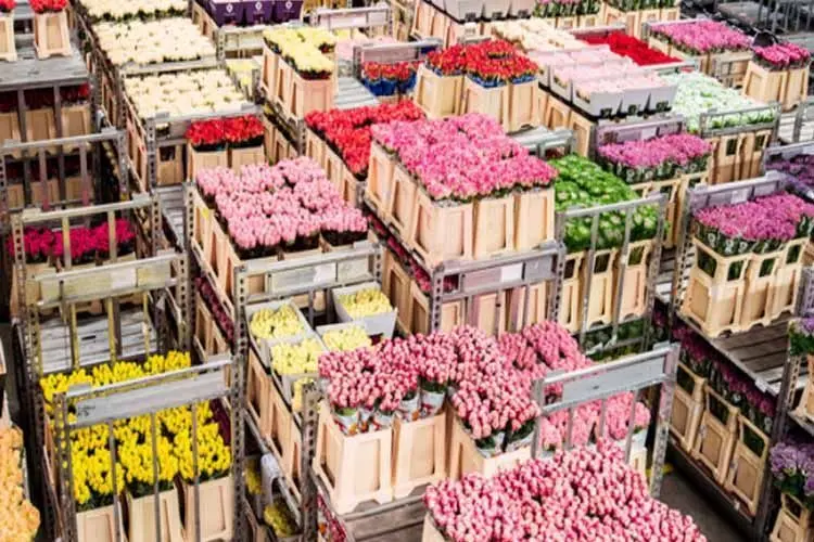 recargo de flete a una exporatcion de flores - Qué medio de transporte se utiliza para exportar flores